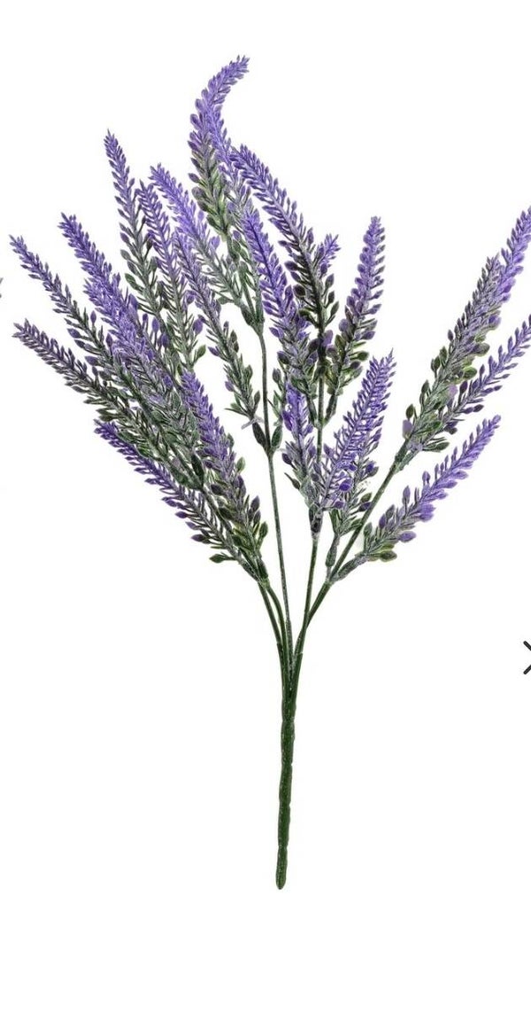 Lavendel