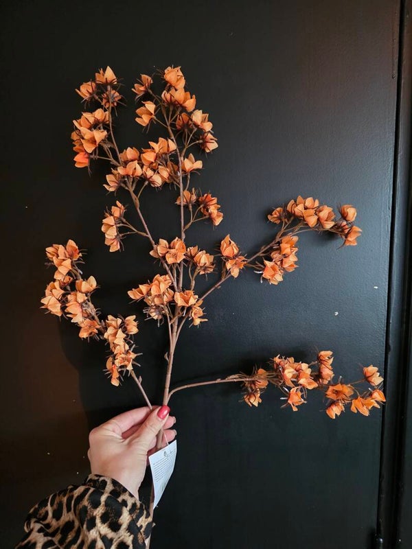 Stirlingia bruin/oranje