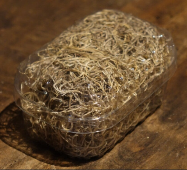 Gedroogde Tillandsia