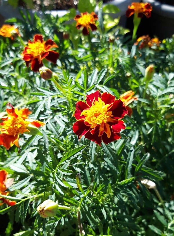 Marigolds - French (large)