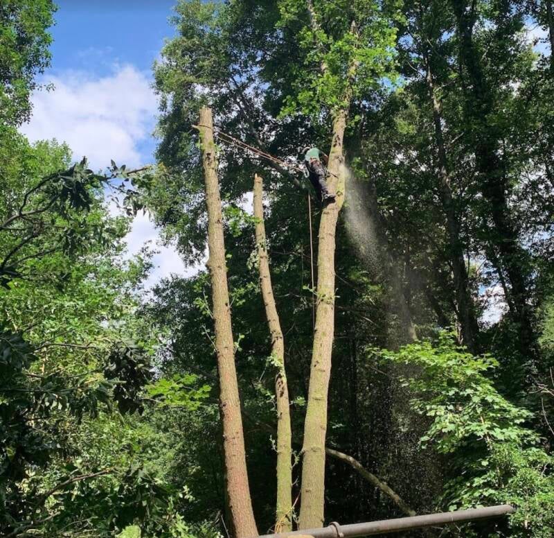 Professional tree surgery and tree removal in Chepstow and surrounding areas
