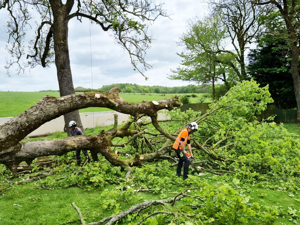 Emergency tree dismantling and removal in chepstow
