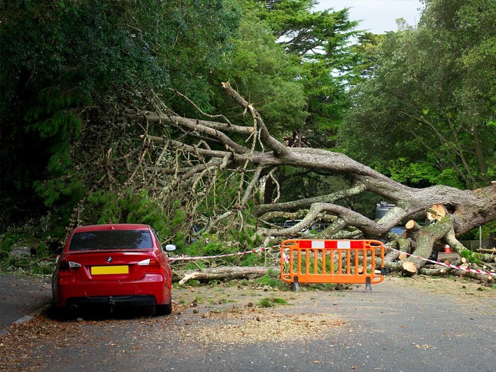 Emergency tree removal for a fallen tree in Chepstow