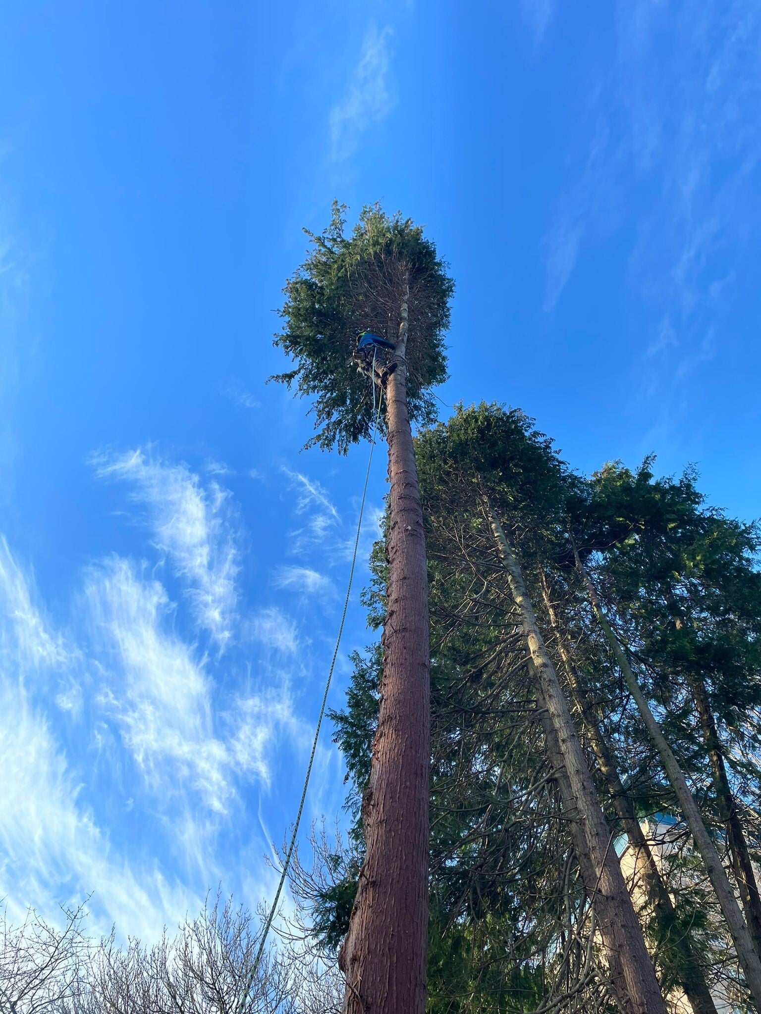 Professional tree surgery in South Gloucestershire