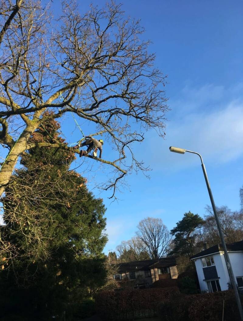 Professional tree surgery in the Forest of Dean