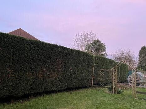 Neatly trimmed large boundary hedge following routine maintenance in Chepstow⁠