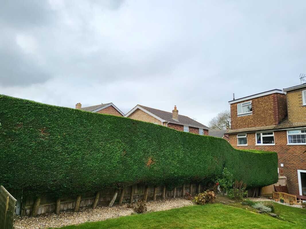 Expert maintenance and clean cuts for a large, dense conifer hedge in Newport⁠
