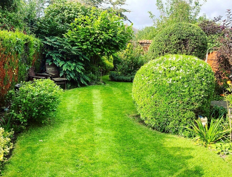 Garden restored with significant hedge reshaping and overgrowth clearance in Chepstow⁠