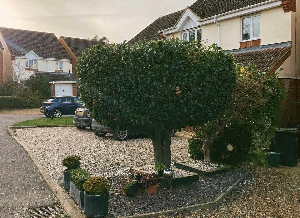 Professional hedge trimming and light shaping for a residential front garden in Chepstow