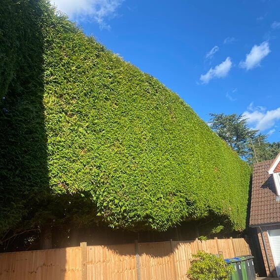 Massive conifer hedge neatly trimmed and maintained by Heritage Trees & Landscapes in South Gloucestershire