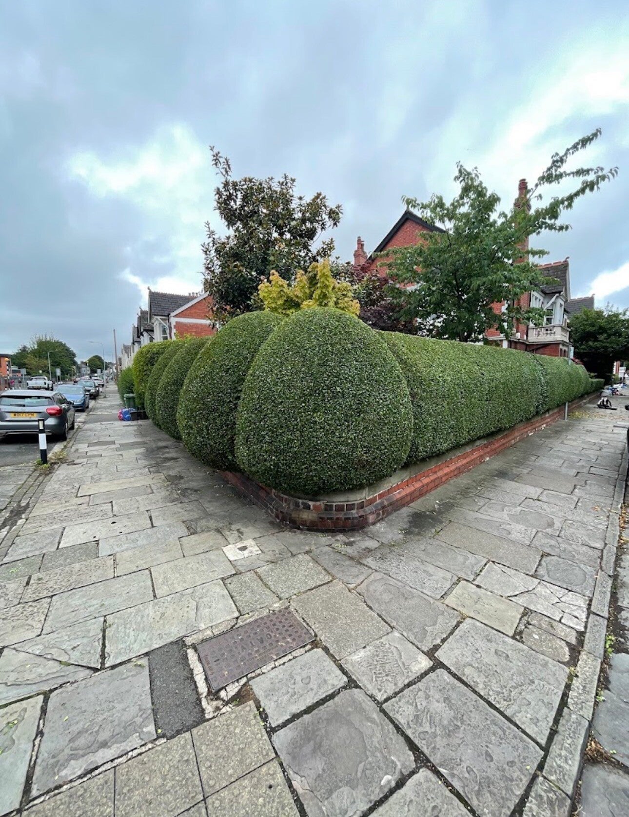 Professional hedge trimming and hedge maintenance in Chepstow