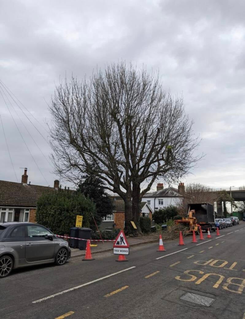 Tree surgery in Chepstow, Tutshill, Sedbury, Caldicot and surrounding areas – Heritage Trees & Landscapes