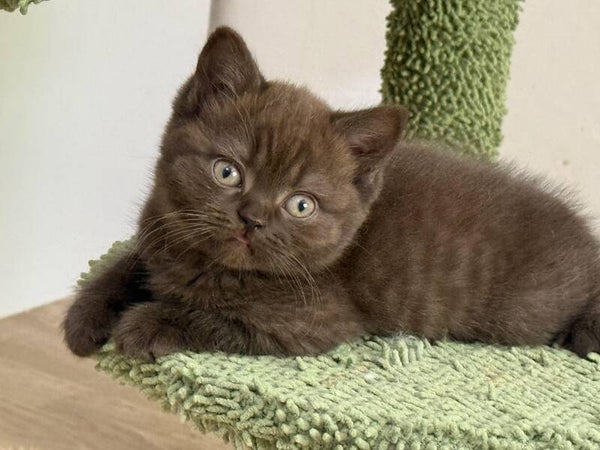 BRITISH SHORTHAIR