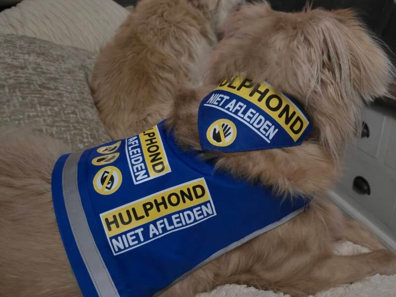Hulphond vest blauw