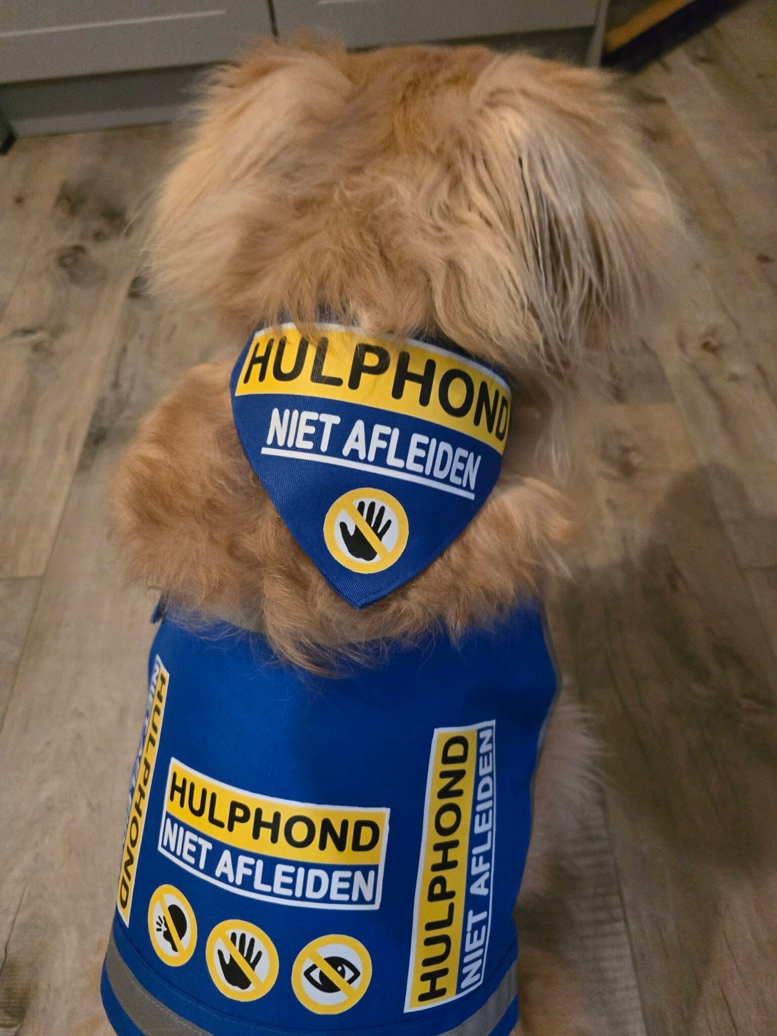 Hulphond bandana