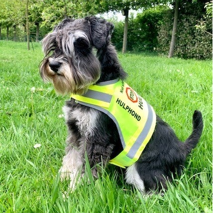 kleine hulphond kleine assistentiehond