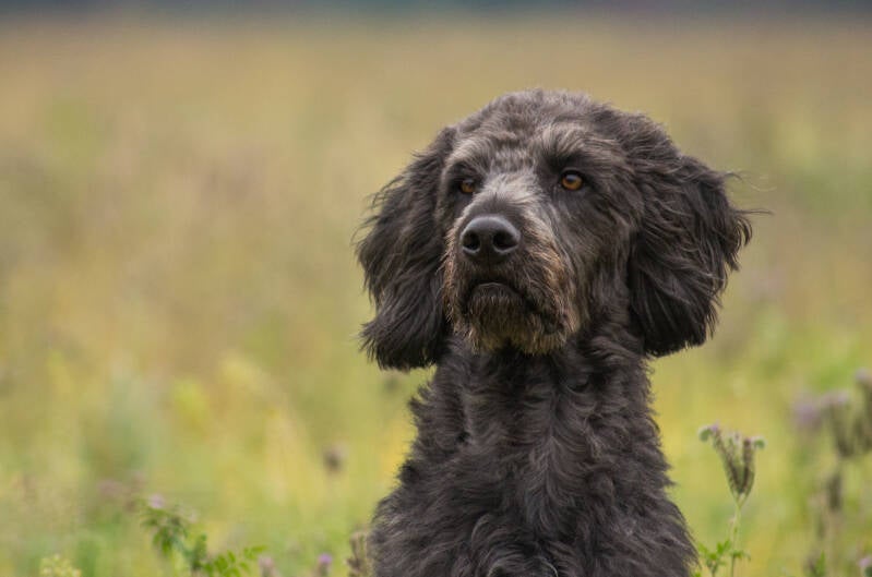 Hund Anwendung von CBD