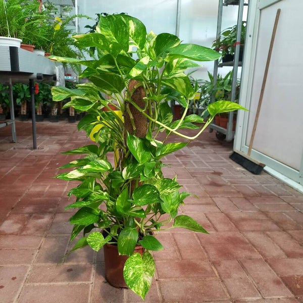 Money plant
