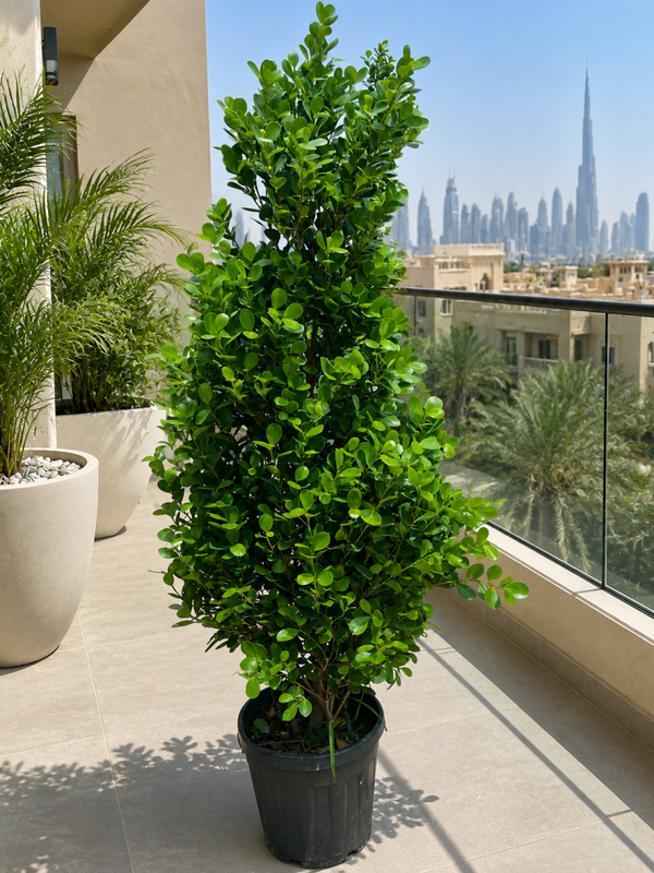 Ficus conna shape ficus panda (150-170 cm) amazing tree UAE balcony