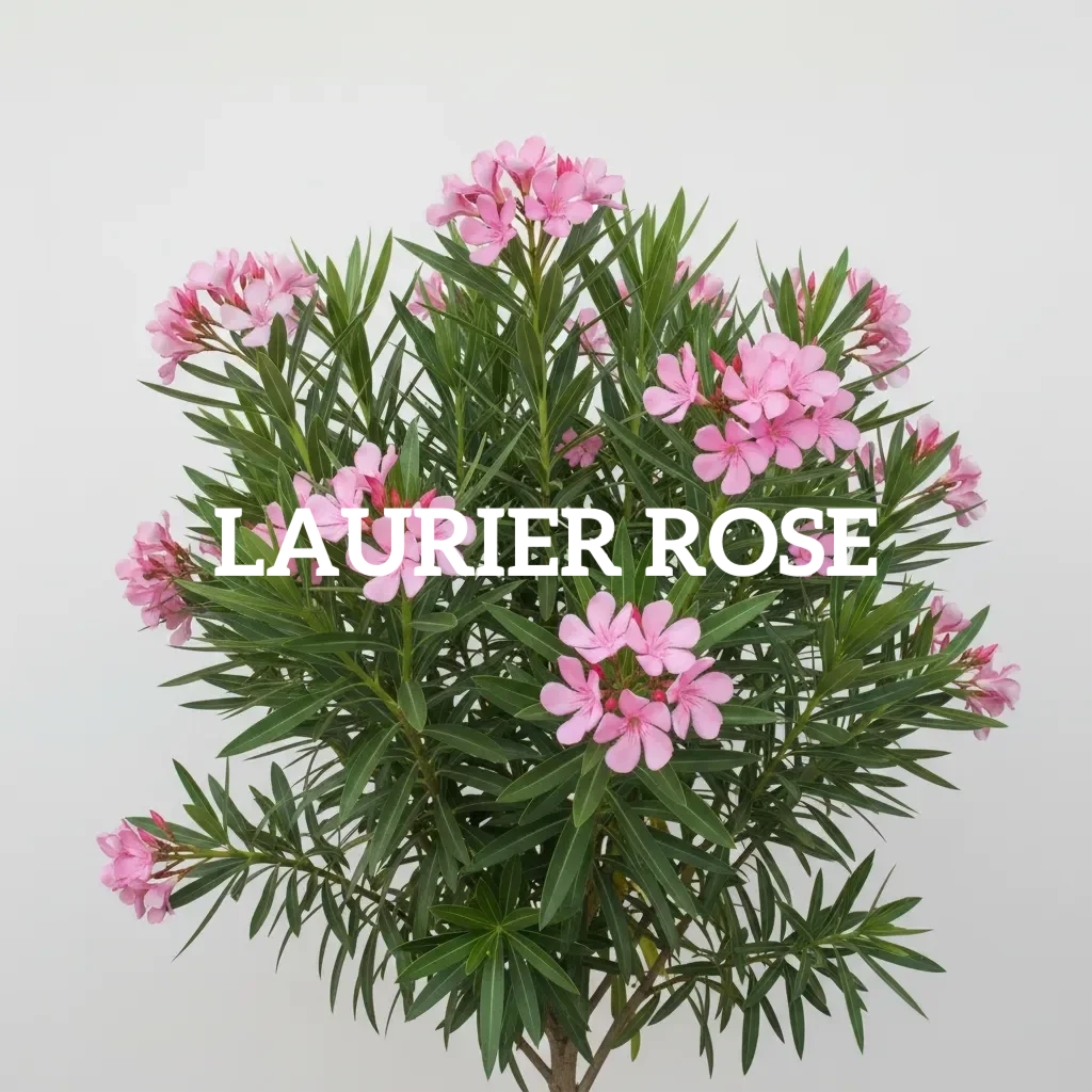 Laurier Rose