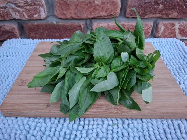 Basilicum