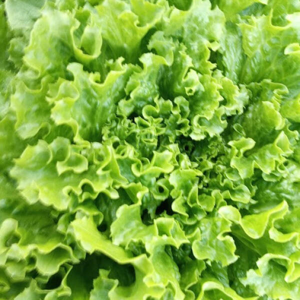batavia groen