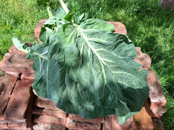 bloemkoolblad