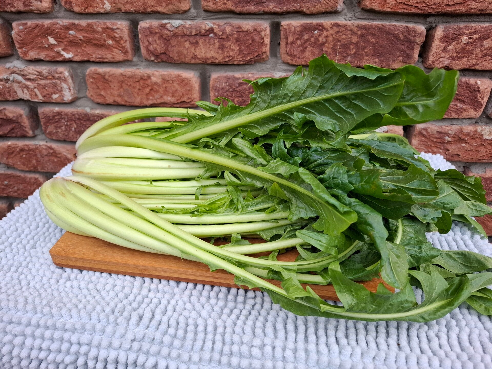 Catalogna (Paardenbloemsla)