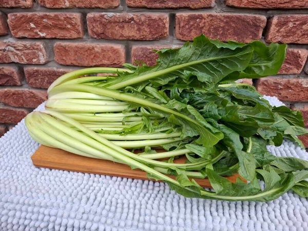 Catalogna (Paardenbloemsla)