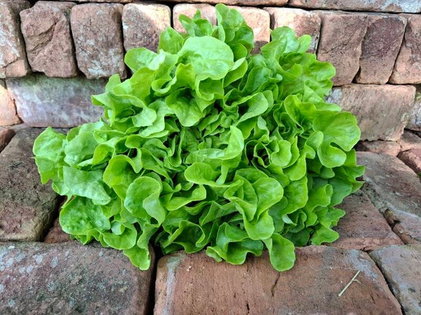 Eikenbladsla groen