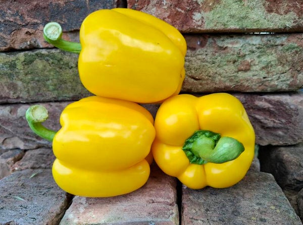 paprika geel