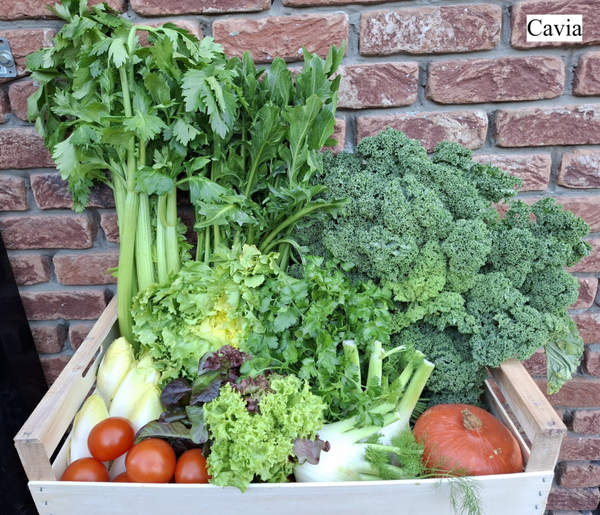 Favorieten van de Dutskes