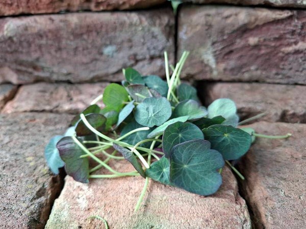 Capucien - Oost Indische kers