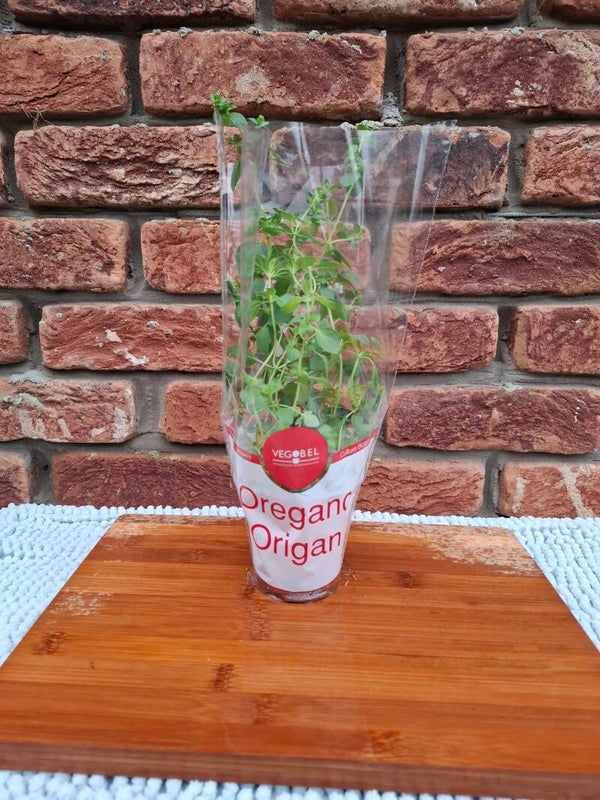 Oregano