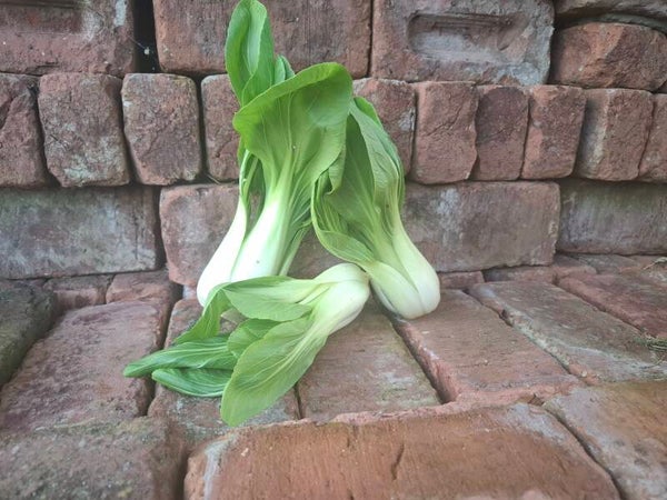 Shanghai paksoi