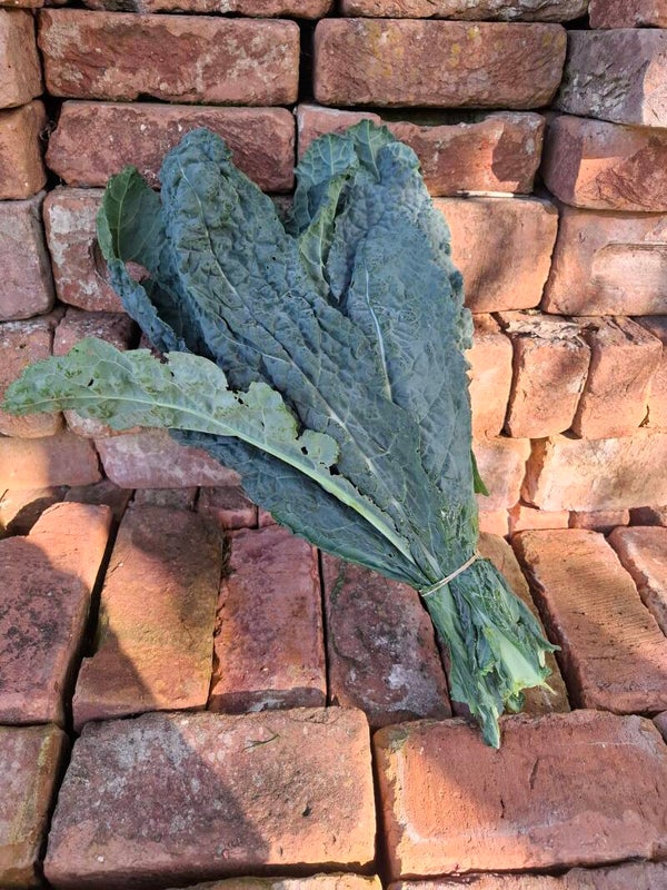 Palmkool / Cavolo Nero