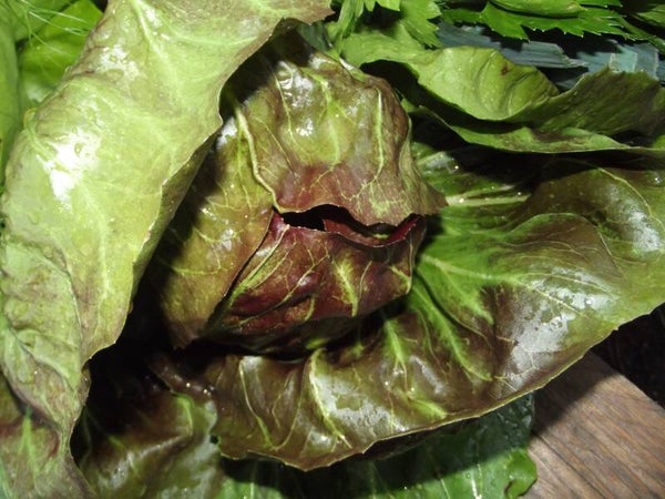 Radicchio van de boer