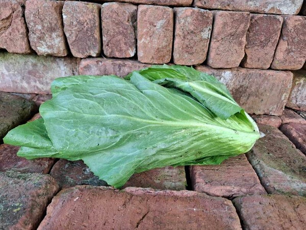 Suikerbrood/groenlof