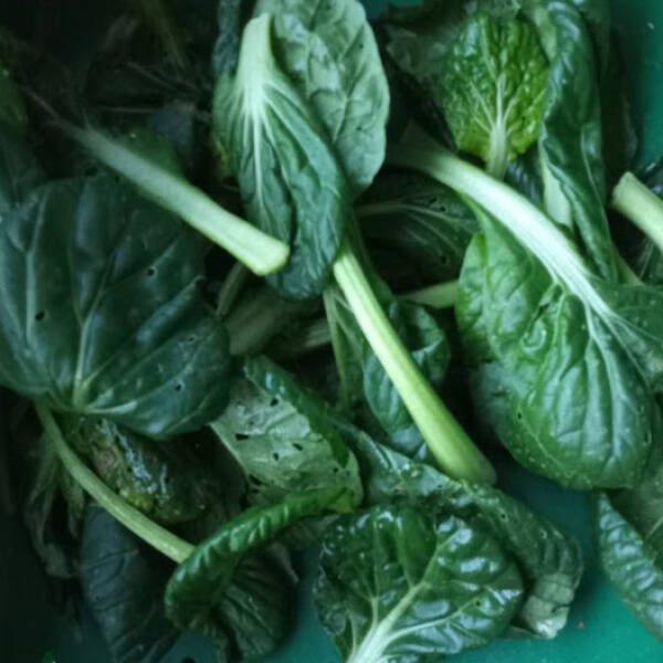 Tatsoi