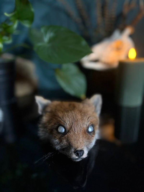 Vossenpup kopje
