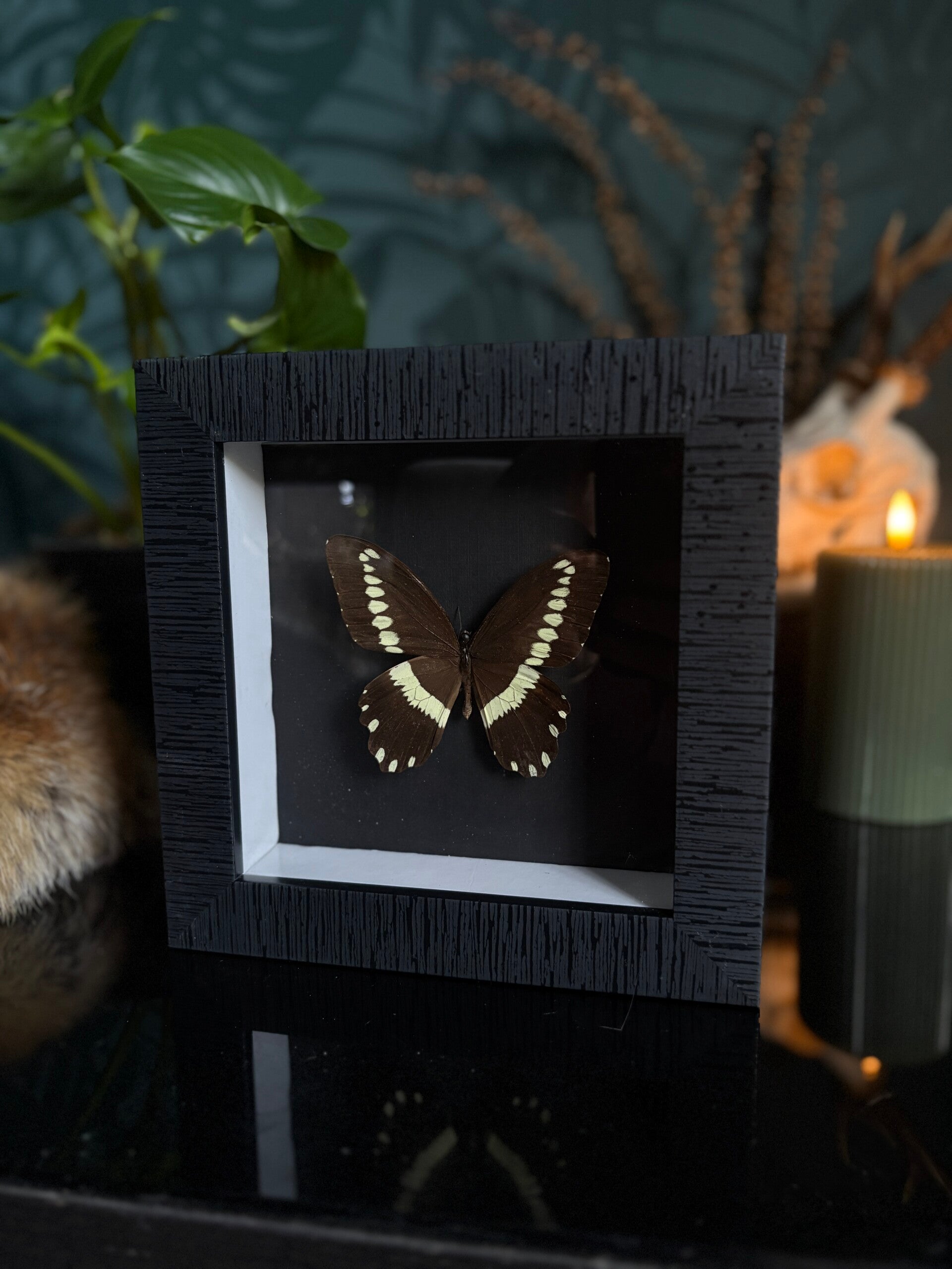 Lijst Papilio mechowi