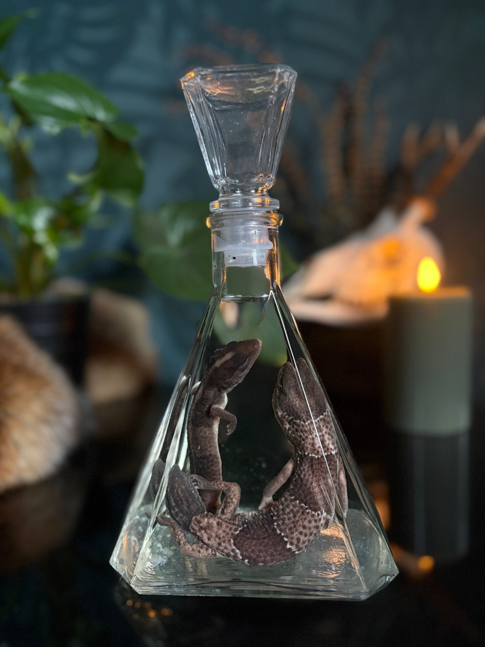 Luipaardgekko’s op sterk water