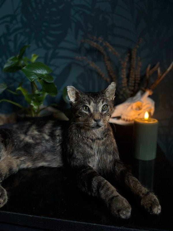 Kat