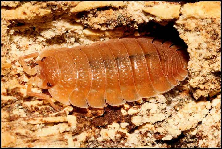 13 x Porcellio scaber 'orange'