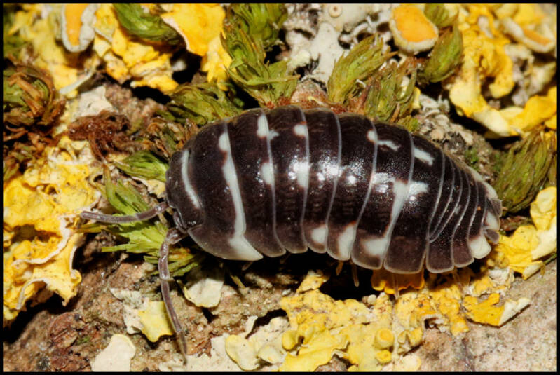 Armadillidium corcyraeum 'silver'
