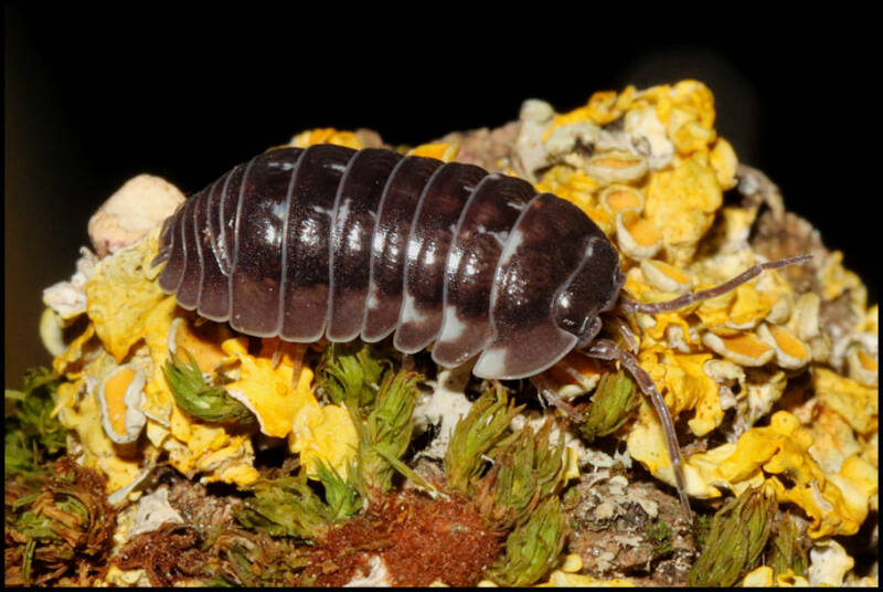 Armadillidium corcyraeum 'silver'