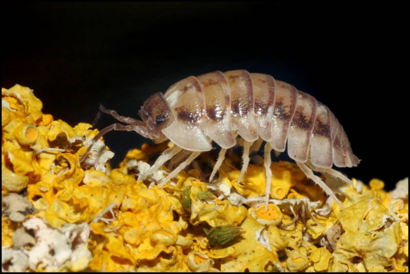 Armadillidium corcyraeum 'silver'