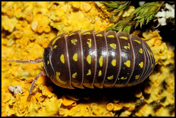 Armadillidium frontetriangulum "Corfu"