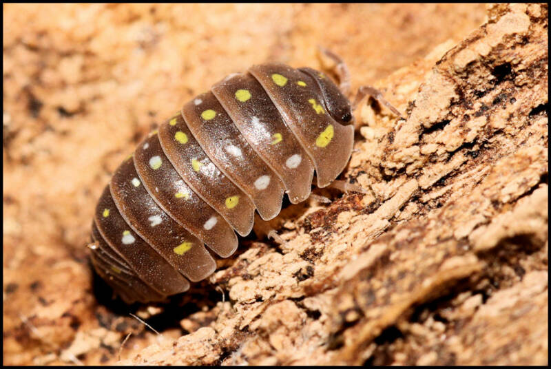 Armadillidium frontetriangulum "Corfu"