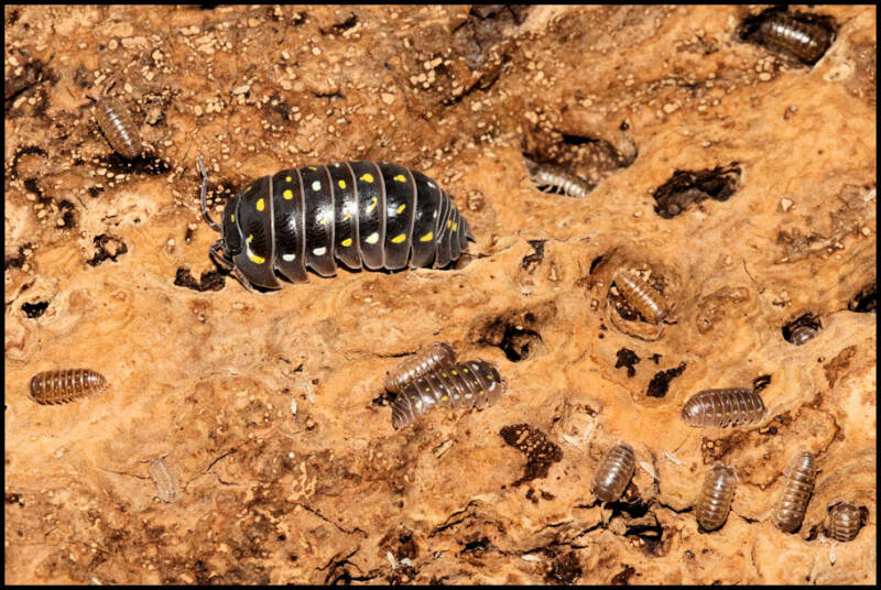 Armadillidium frontetriangulum "Corfu"